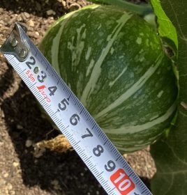 SDGsアグリ倶楽部　情報パート4