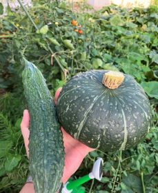 SDGsアグリ倶楽部　情報パート6