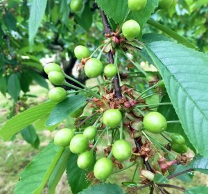 アグリ倶楽部情報　パート１