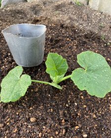 アグリ倶楽部　定植