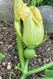 アグリ倶楽部情報　パート２